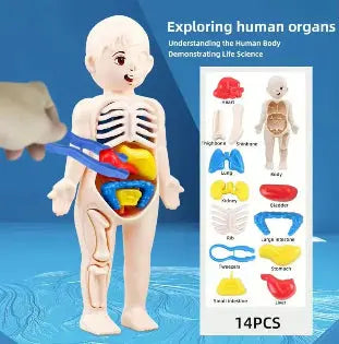 Human Body 3D Organ Model Toy for Kids – Educational Anatomy Learning Toy - Chotu Toys